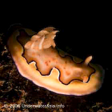 Nudibranch